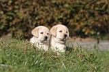 LABRADOR 331